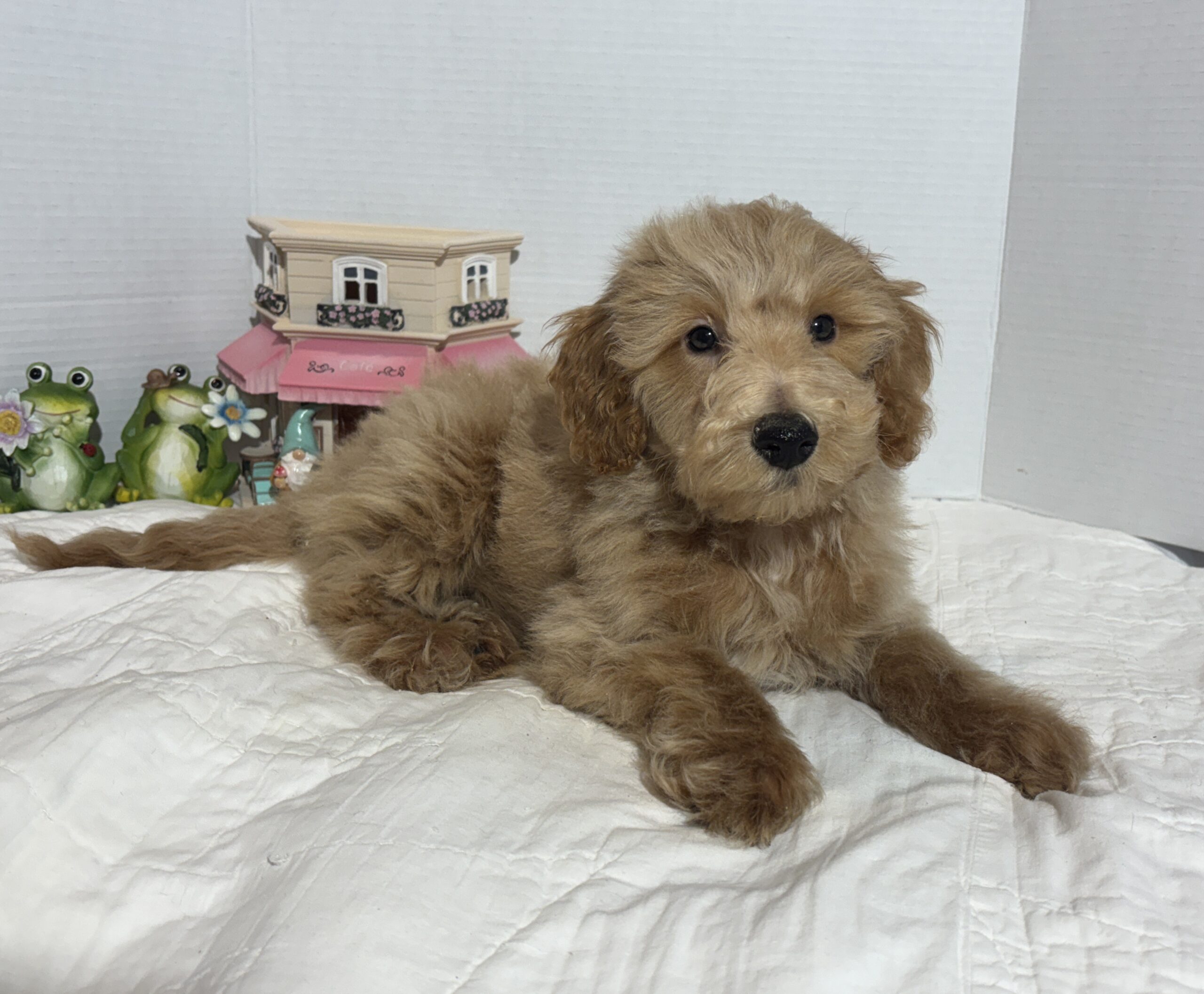 COLE – Miniature Schnoodle $2500