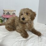 COLE – Miniature Schnoodle $2500