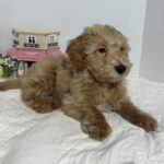 COLE – Miniature Schnoodle $2500