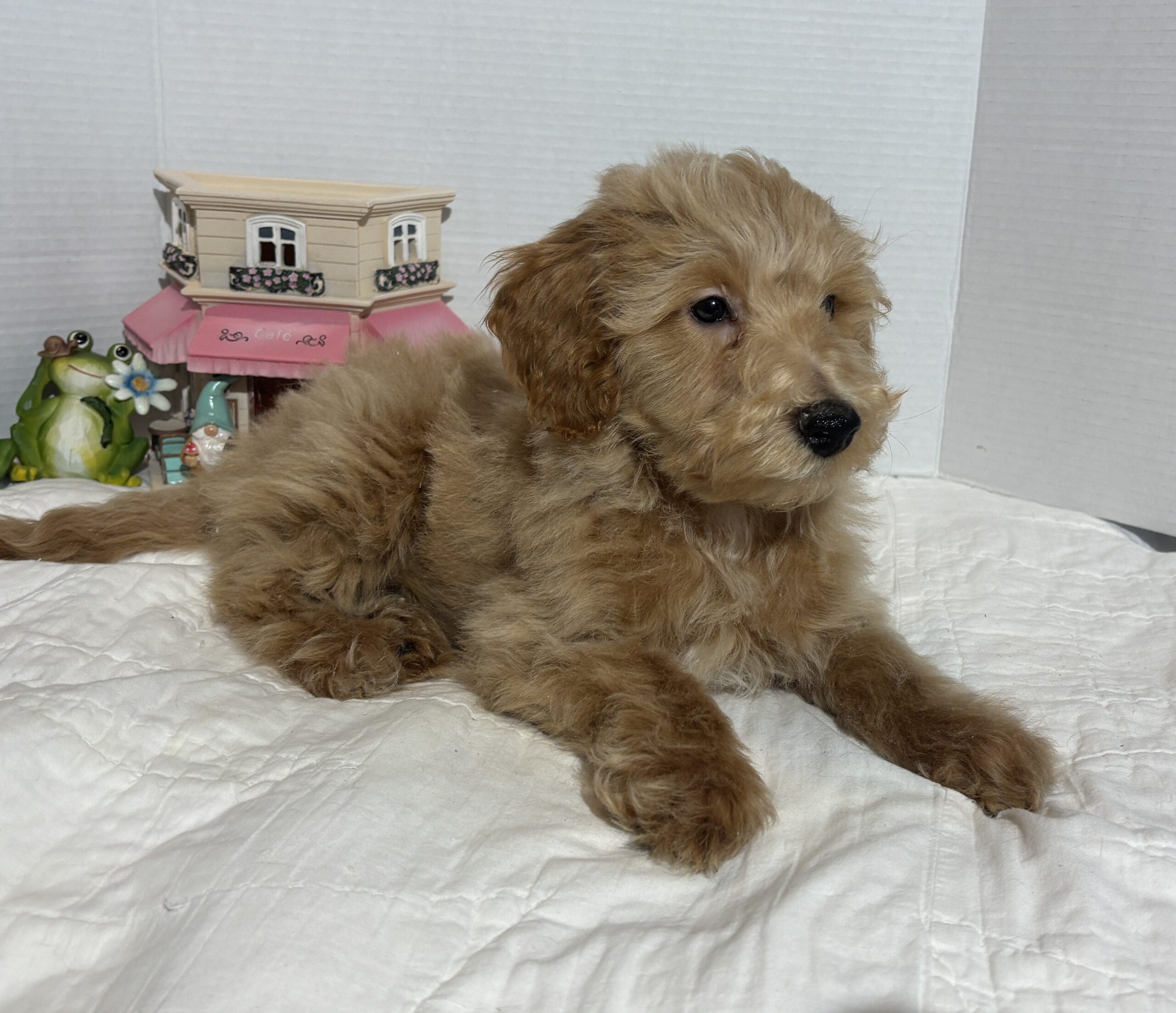 COLE – Miniature Schnoodle $2500