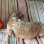 Cole – Miniature Schnoodle $2700