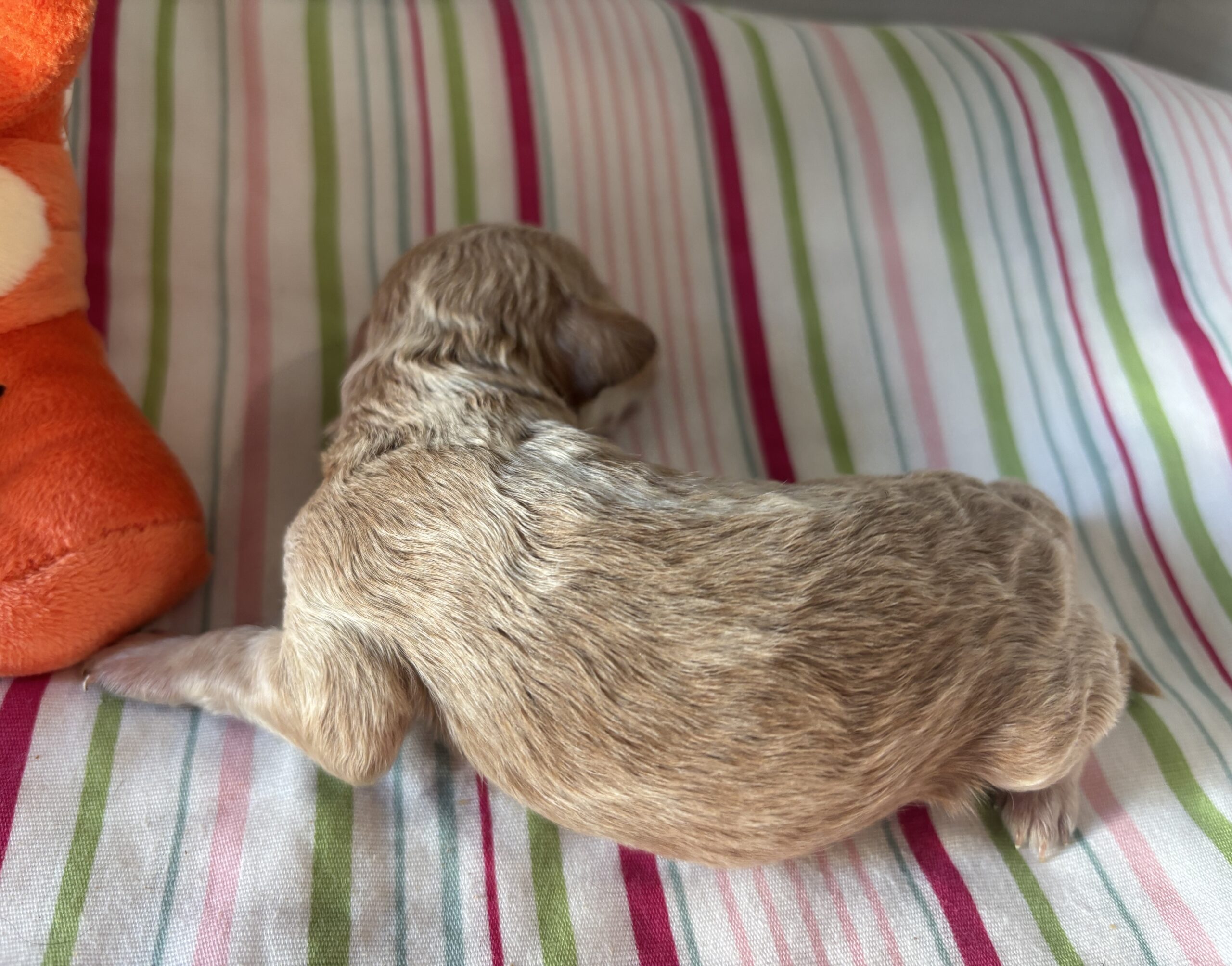 Cole – Miniature Schnoodle $2700
