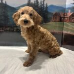 COLE – Miniature Schnoodle $2500