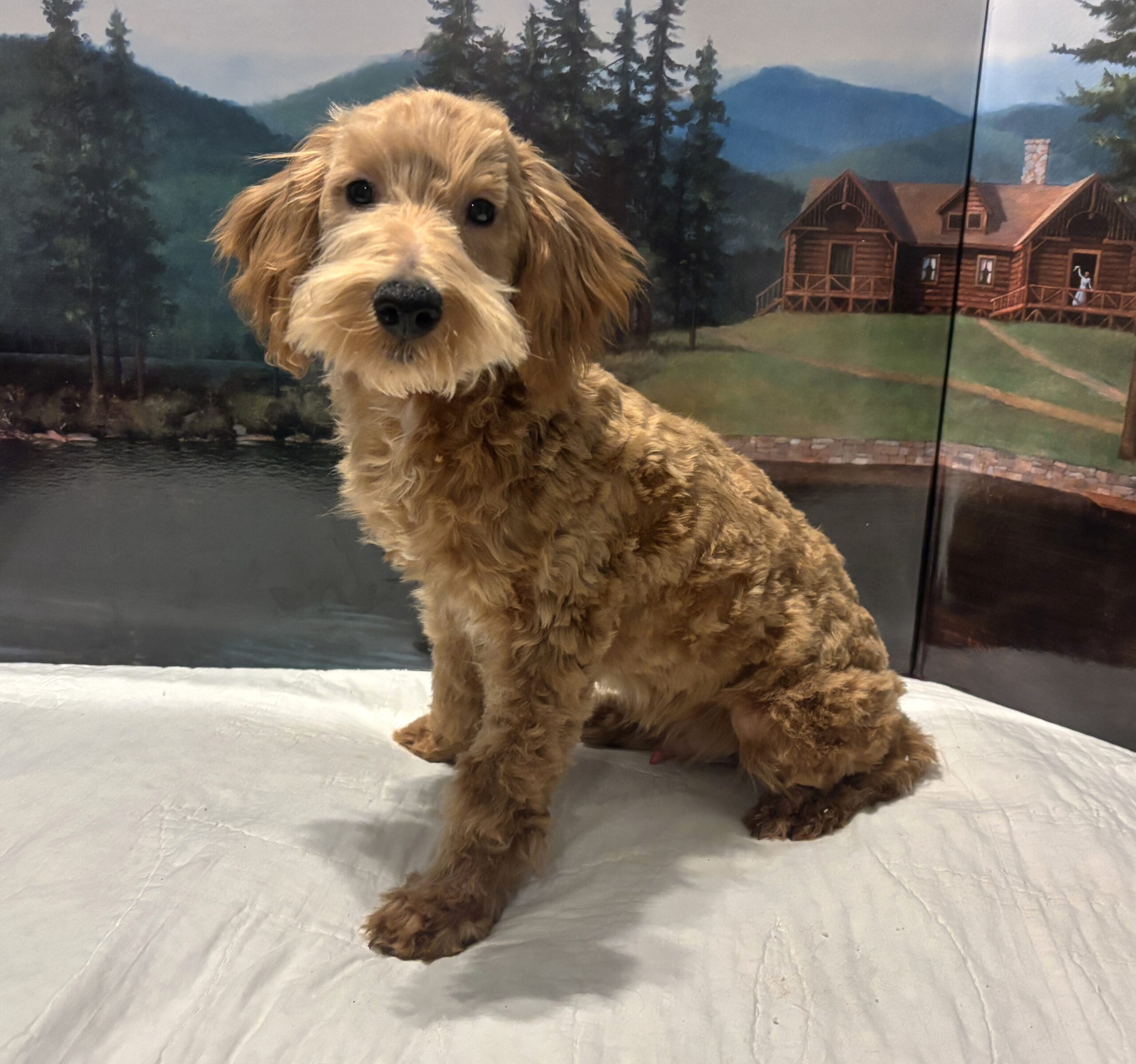 COLE – Miniature Schnoodle $2500
