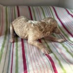 Cole – Miniature Schnoodle $2700