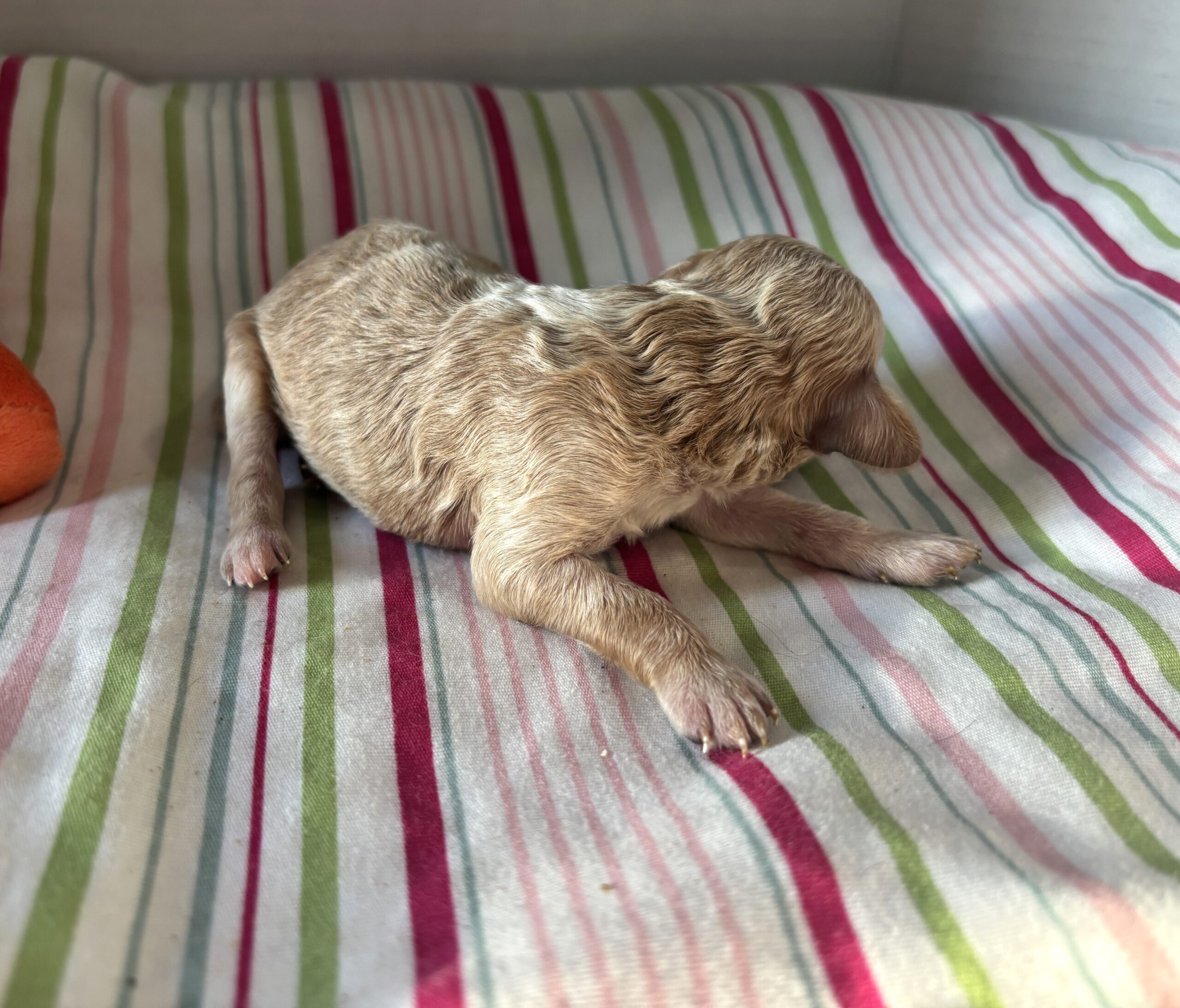 Cole – Miniature Schnoodle $2700