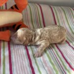 Cole – Miniature Schnoodle $2700