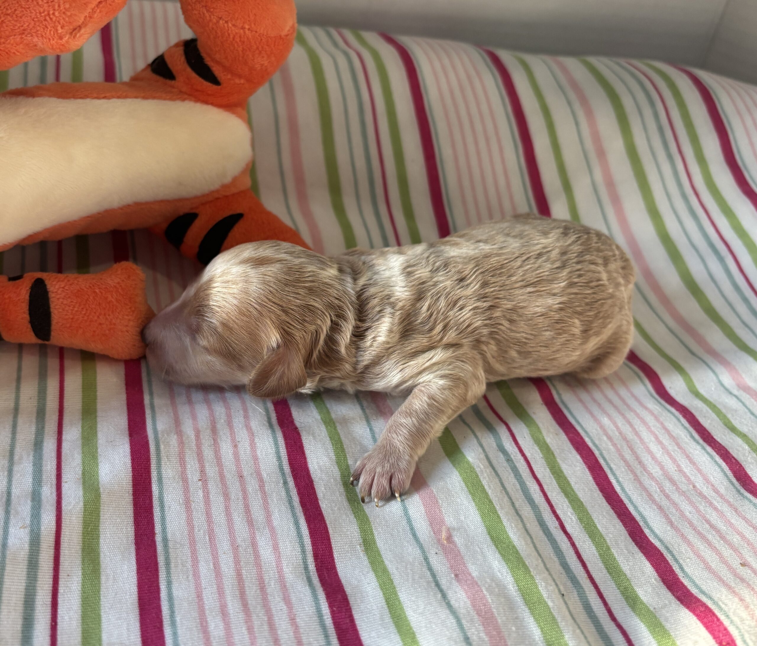 Cole – Miniature Schnoodle $2700