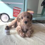 COLE – Miniature Schnoodle $2700