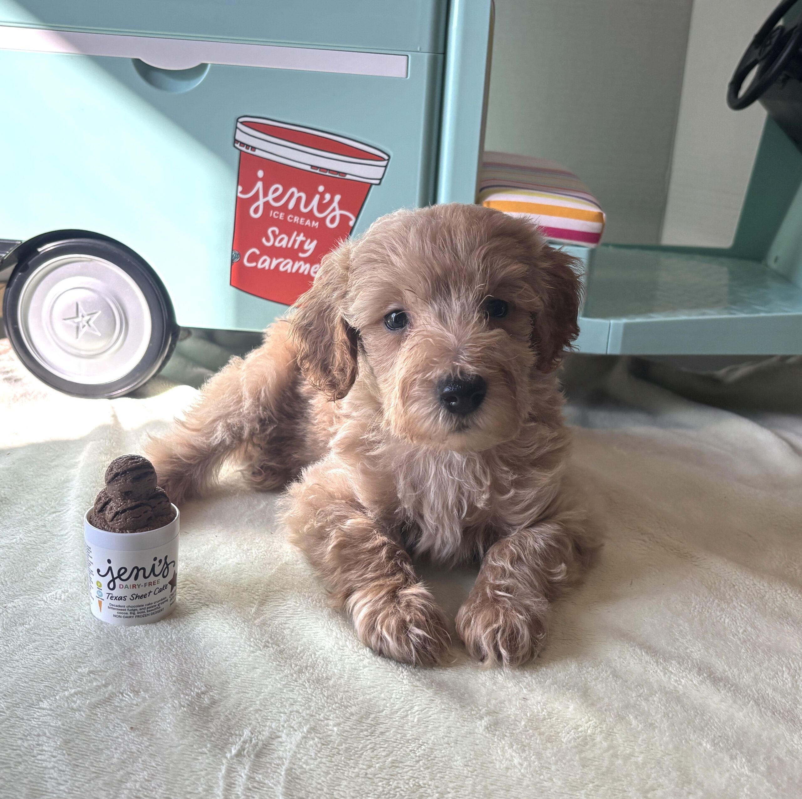 COLE – Miniature Schnoodle $2700