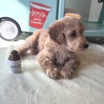 COLE – Miniature Schnoodle $2700