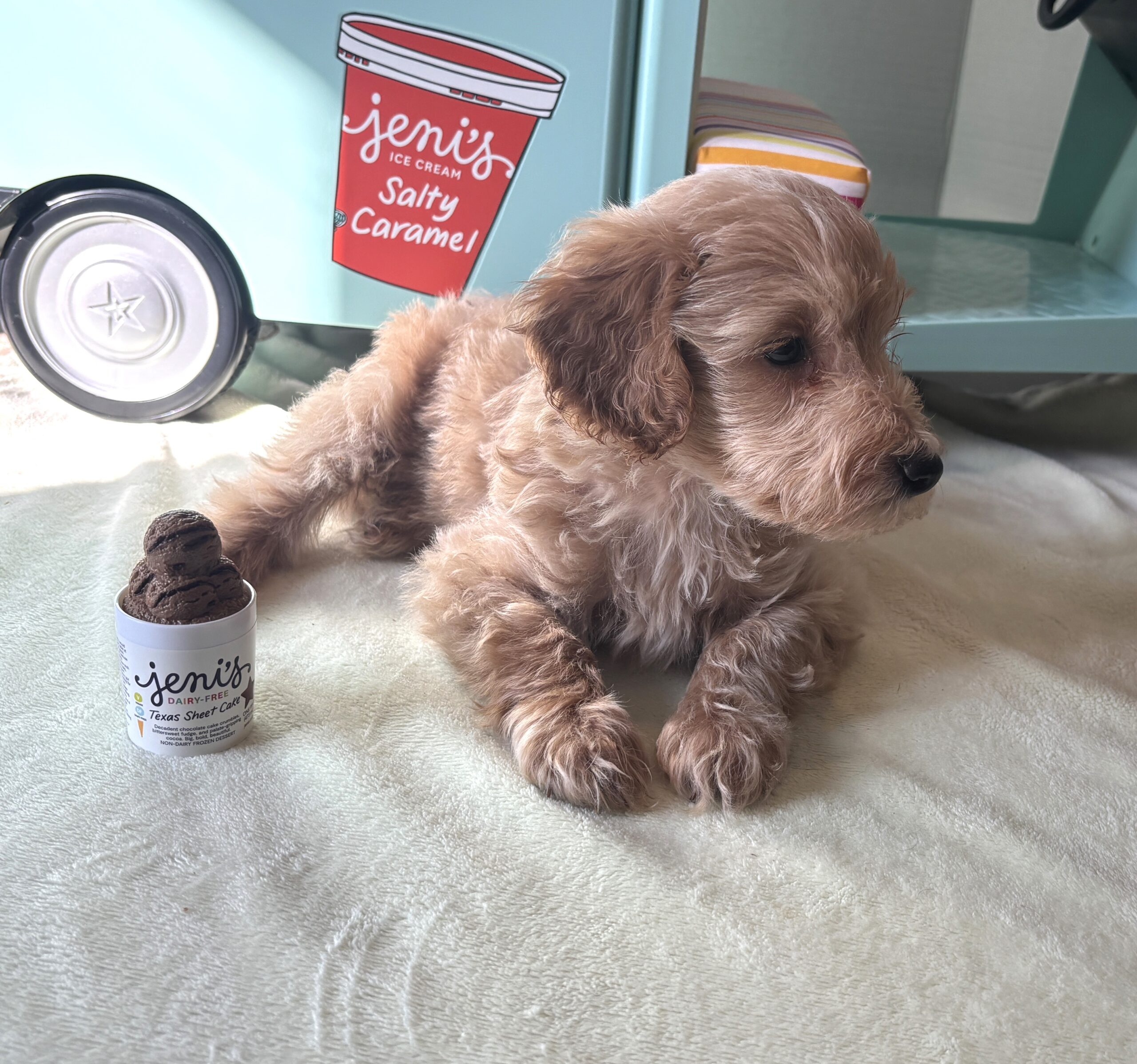 COLE – Miniature Schnoodle $2700