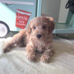 COLE – Miniature Schnoodle $2700