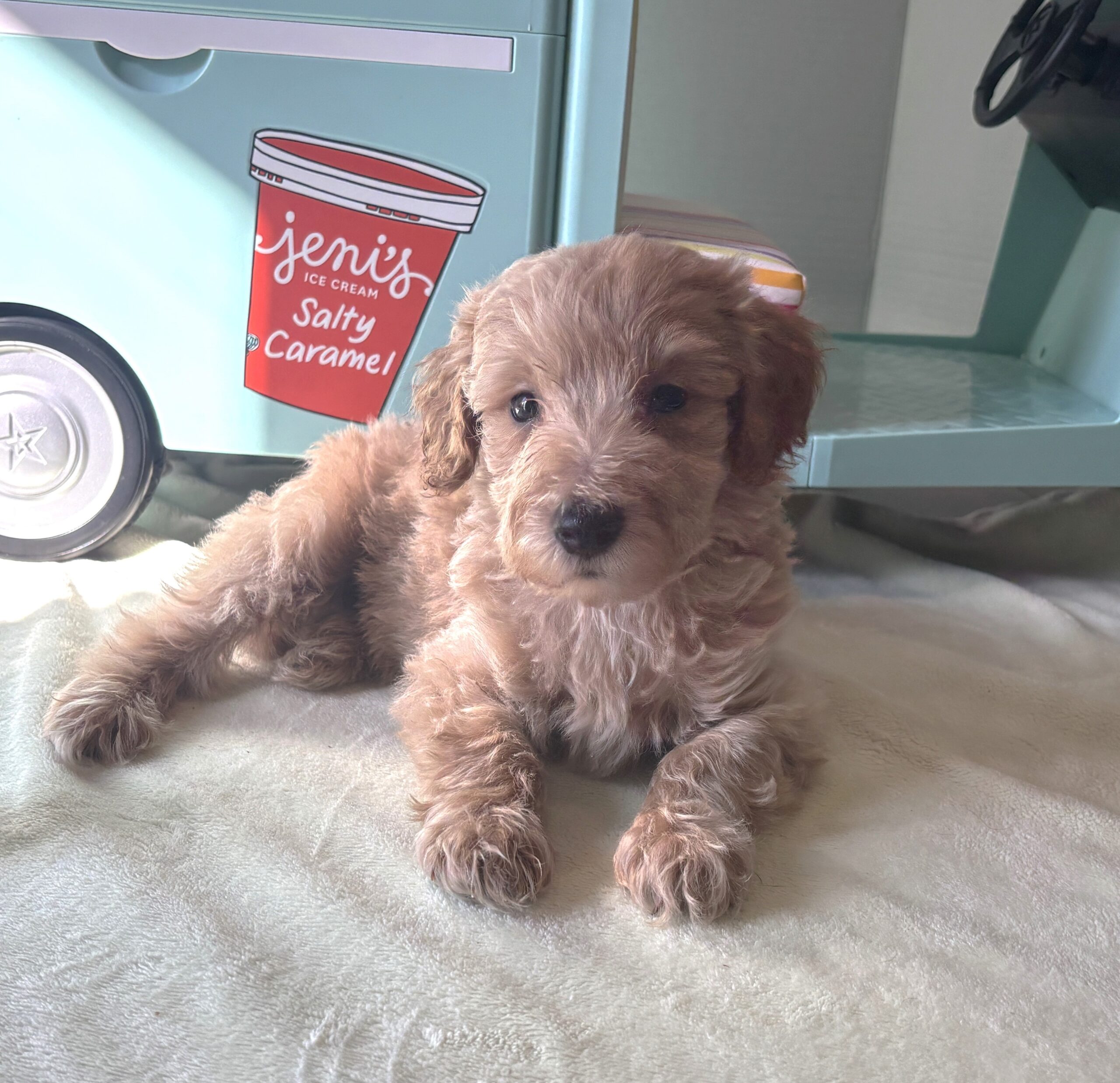 COLE – Miniature Schnoodle $2700