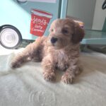 COLE – Miniature Schnoodle $2700