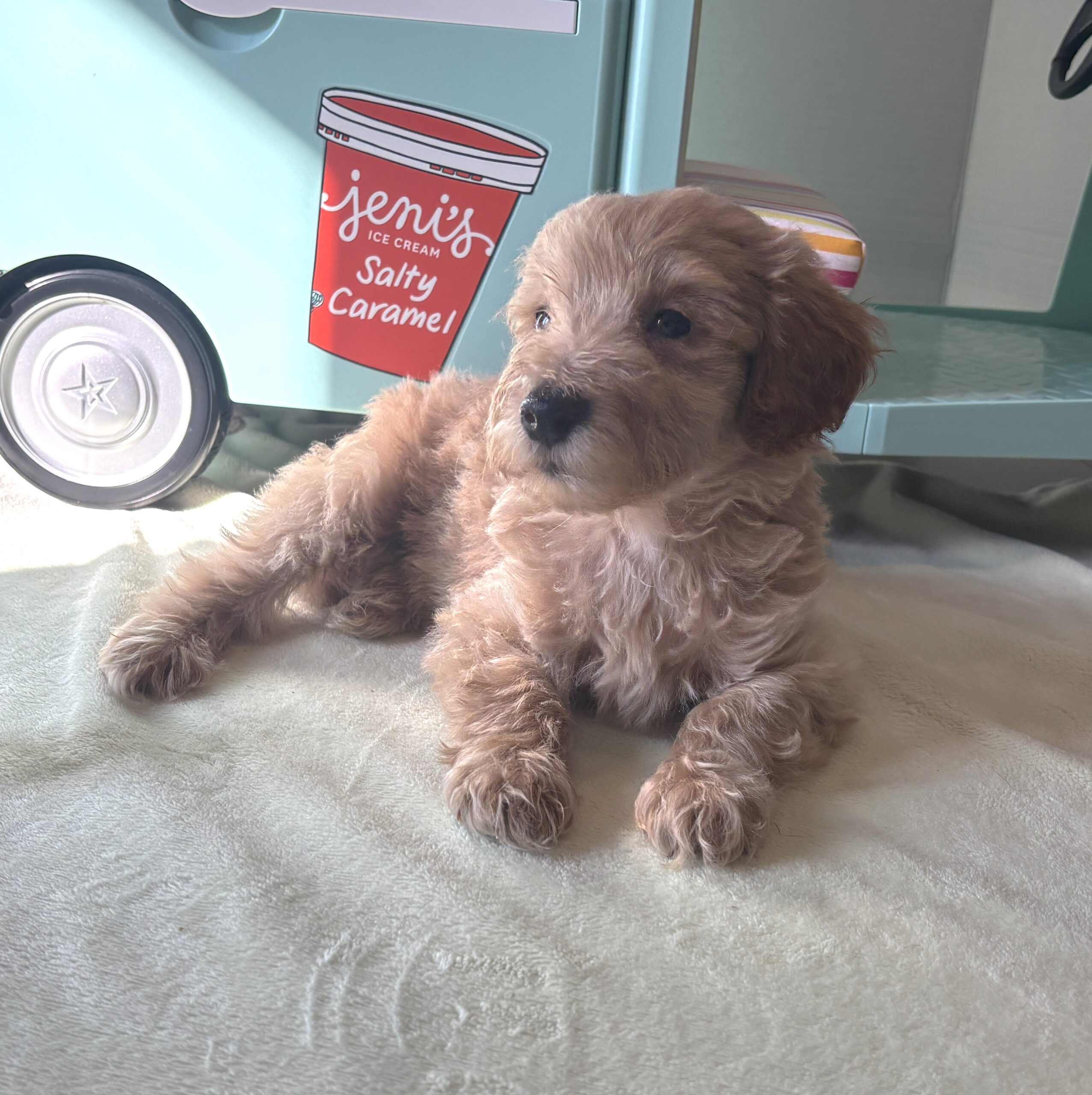 COLE – Miniature Schnoodle $2700
