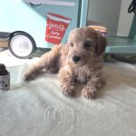 COLE – Miniature Schnoodle $2700