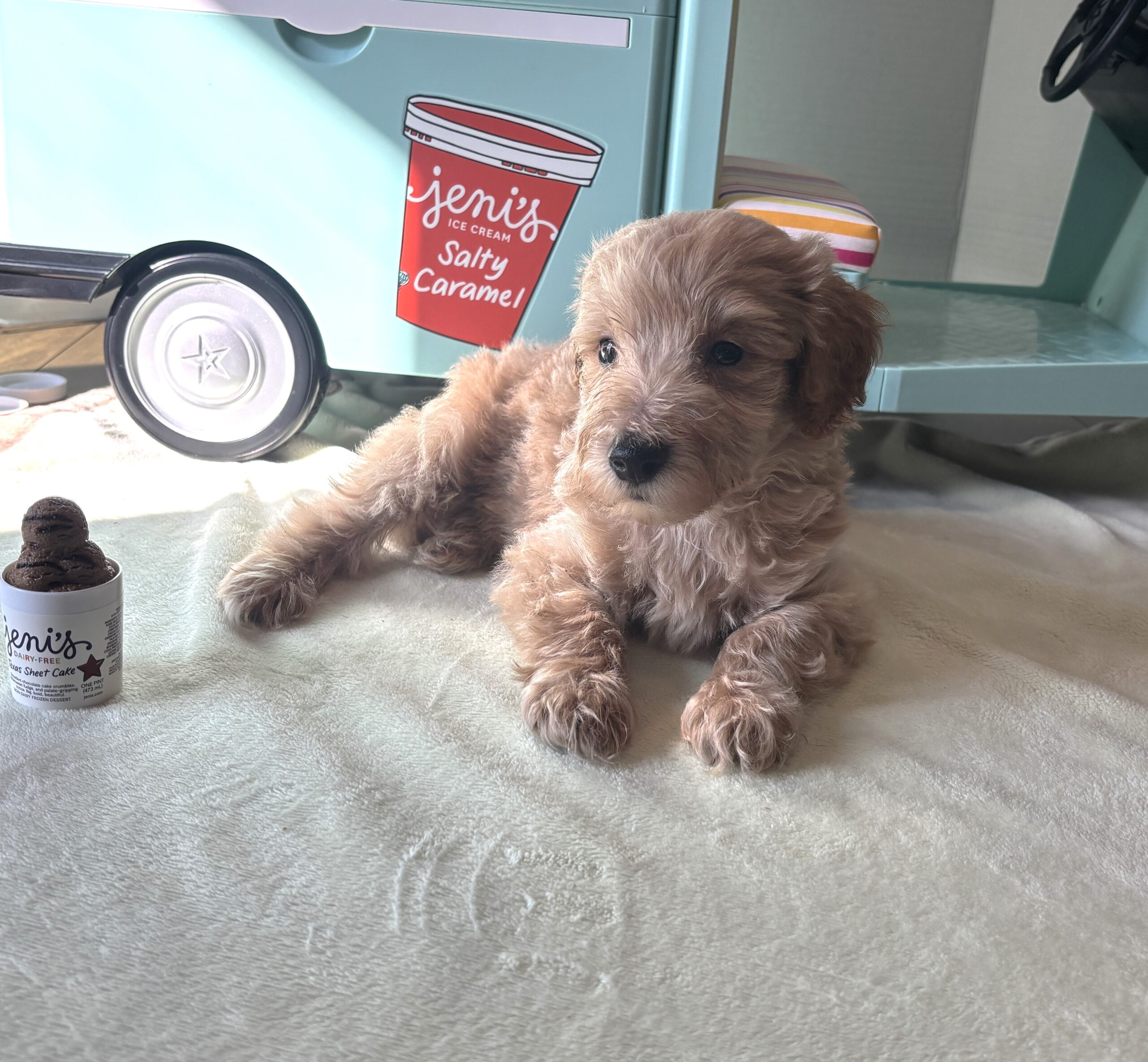 COLE – Miniature Schnoodle $2700