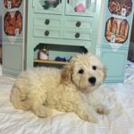 Diesel – Chonzer / SALE! $1000