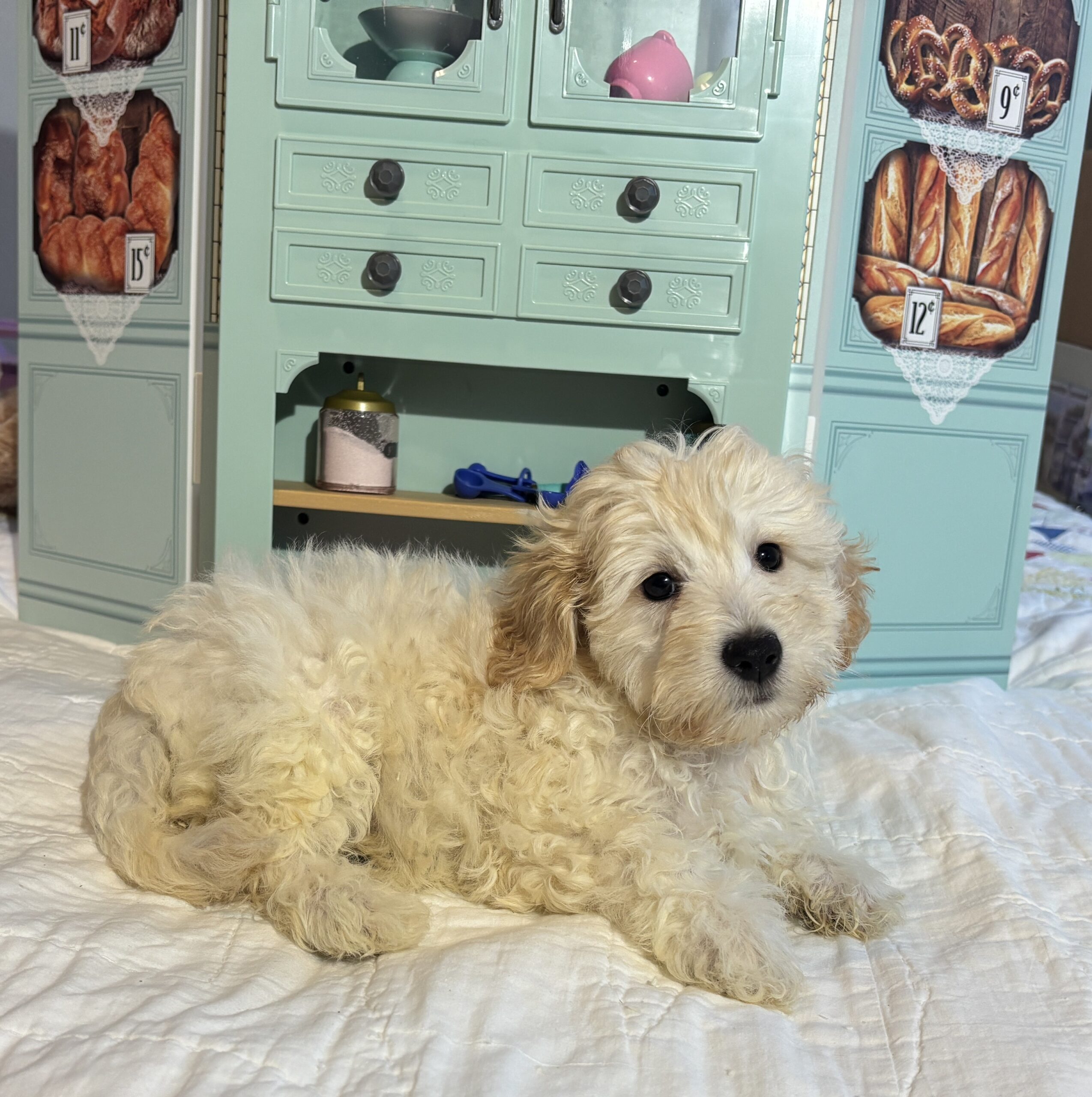 Diesel – Chonzer / SALE! $1000