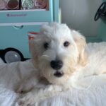 Diesel – Chonzer $1500