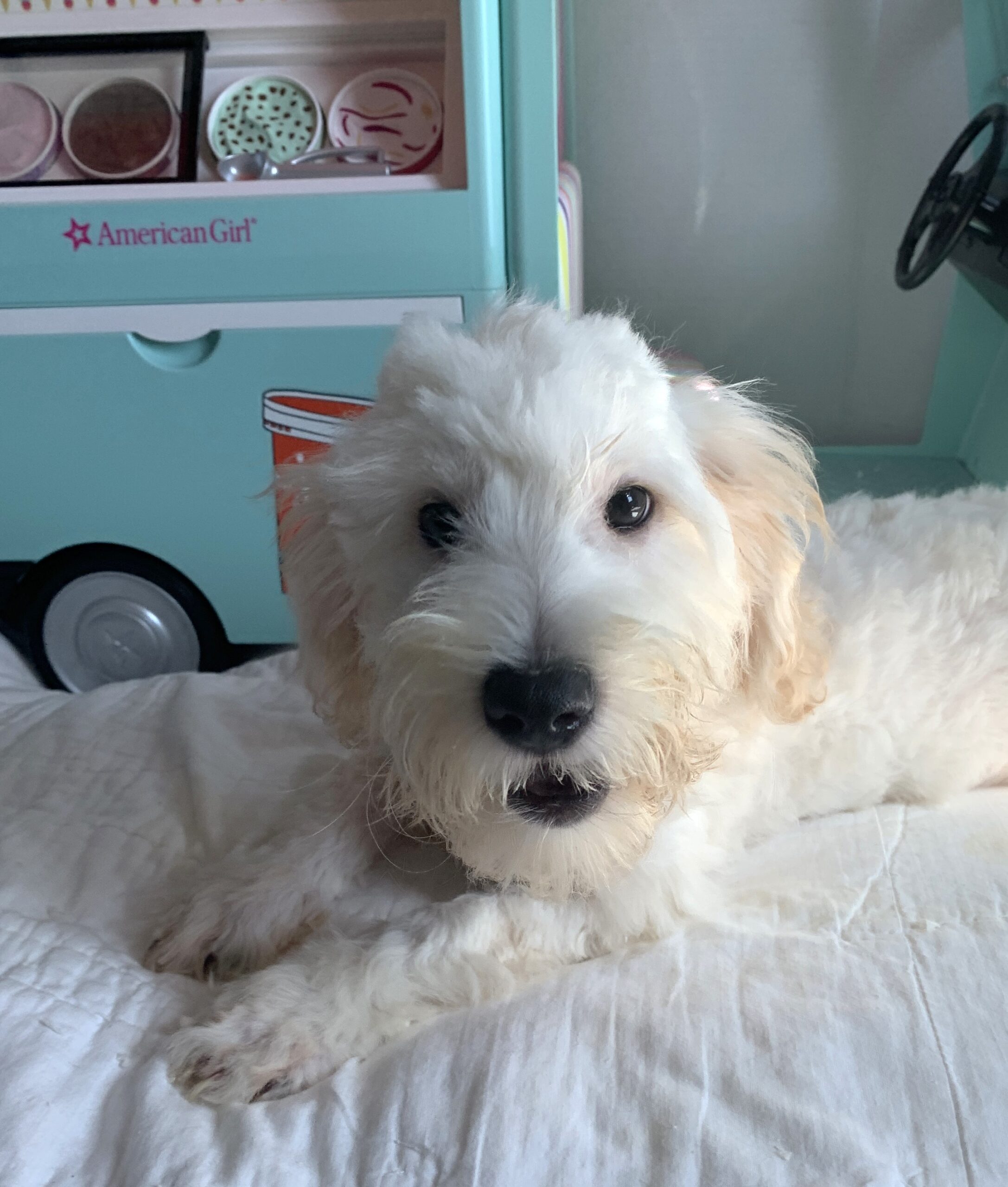 Diesel – Chonzer $1500