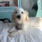 Diesel – Chonzer $1500