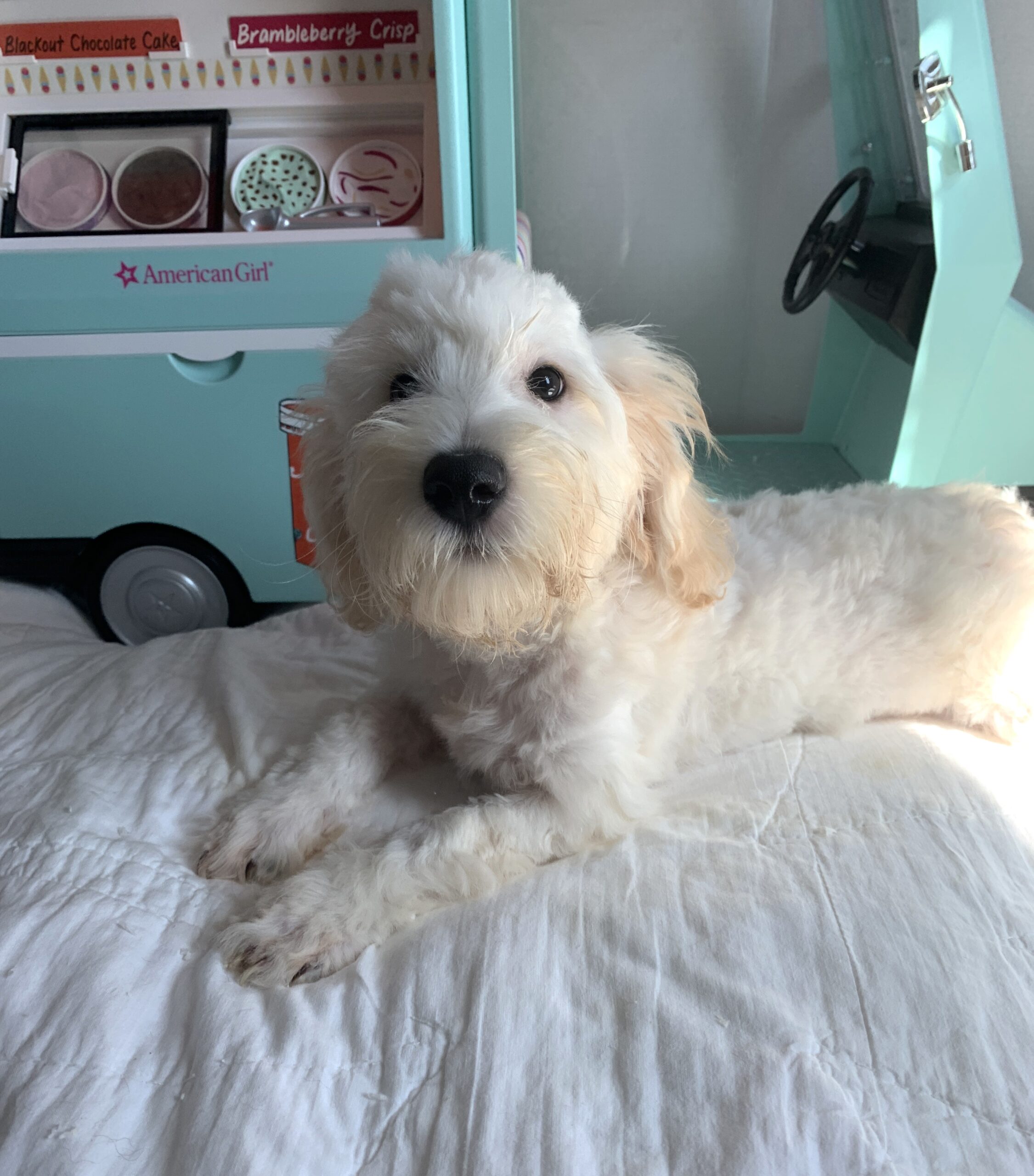Diesel – Chonzer $1500