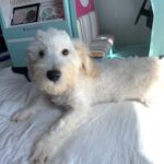 Diesel – Chonzer $1500