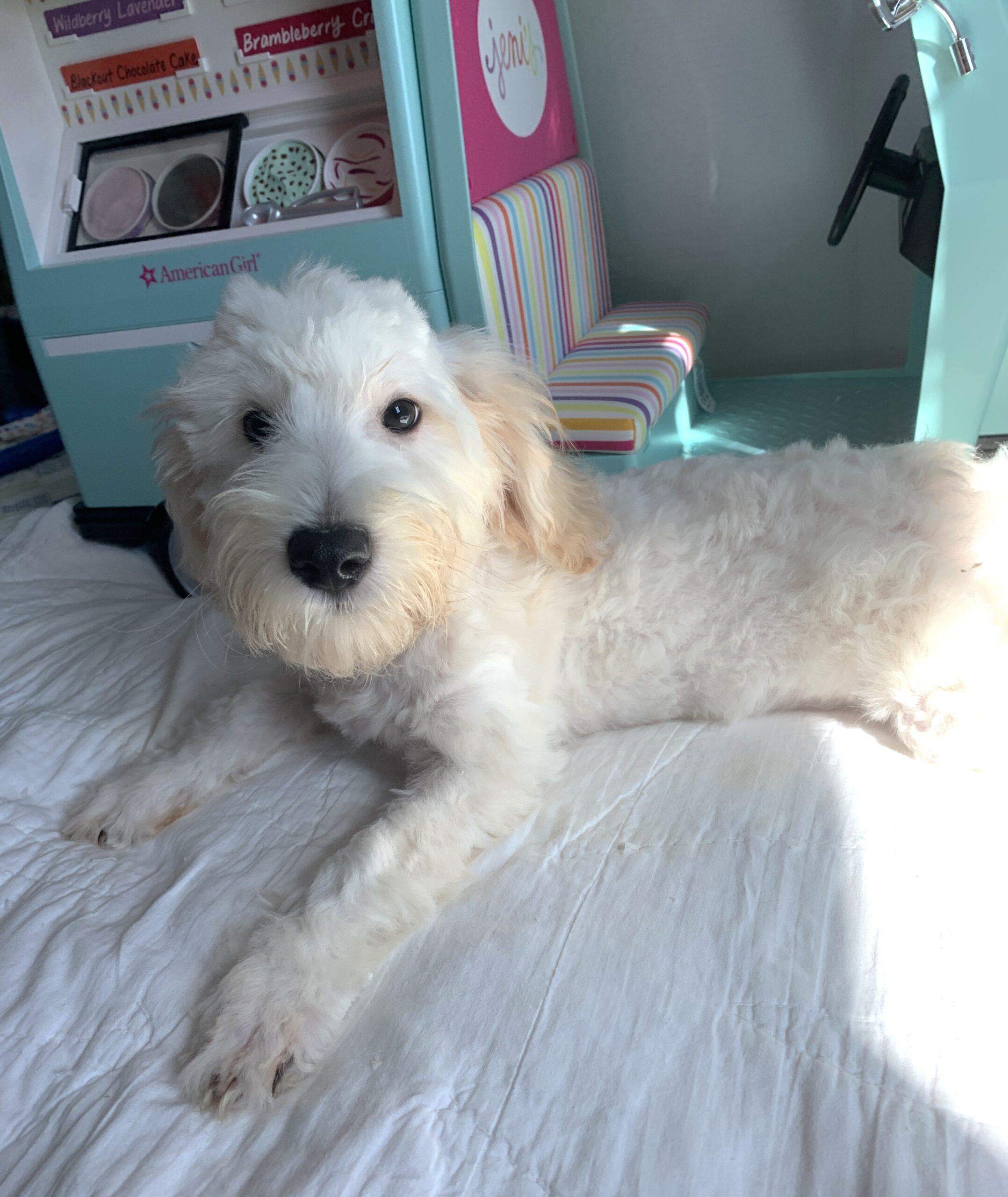 Diesel – Chonzer $1500
