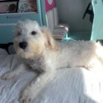Diesel – Chonzer $1500