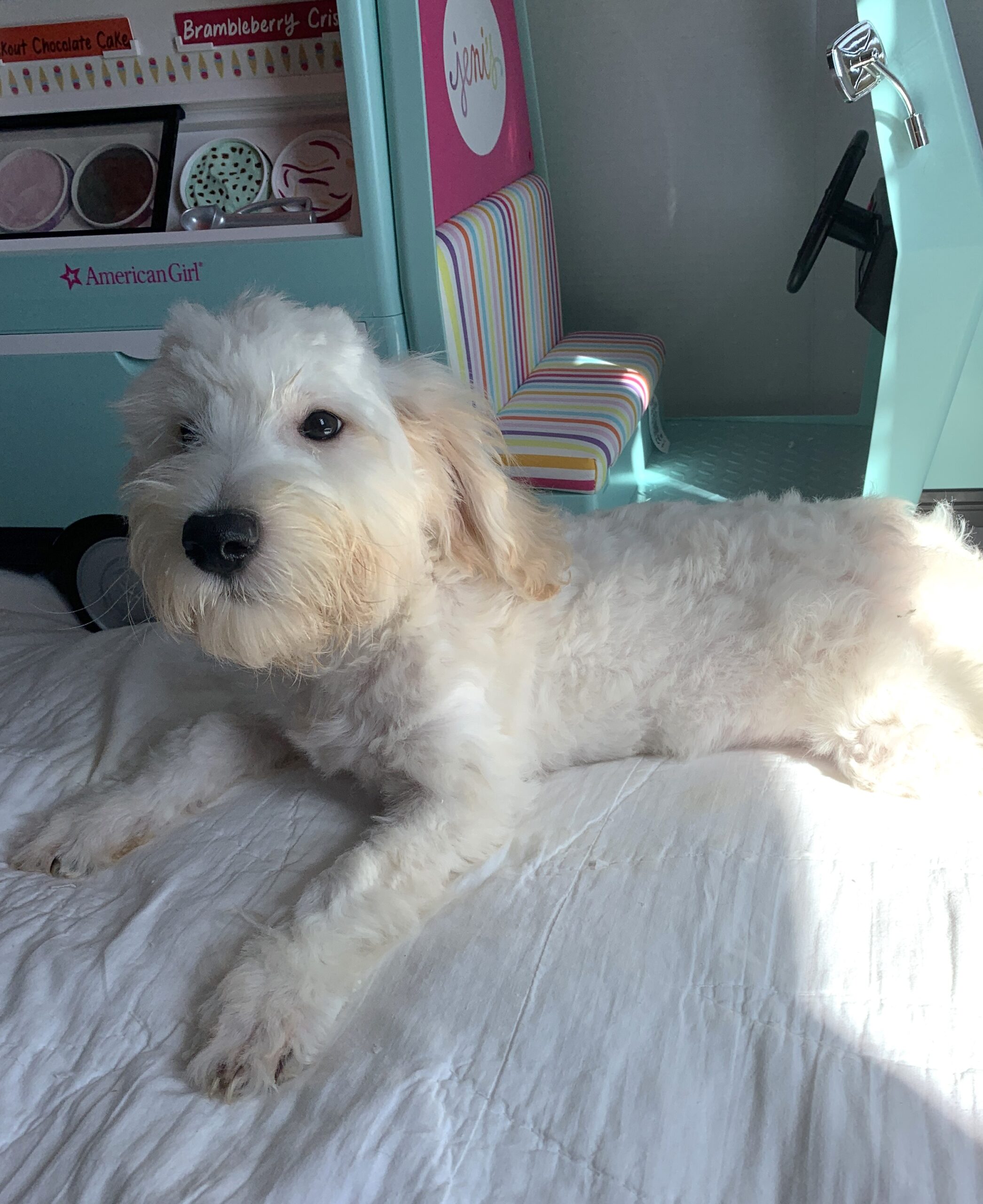 Diesel – Chonzer $1500