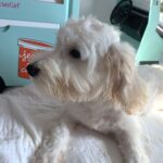 Diesel – Chonzer $1500
