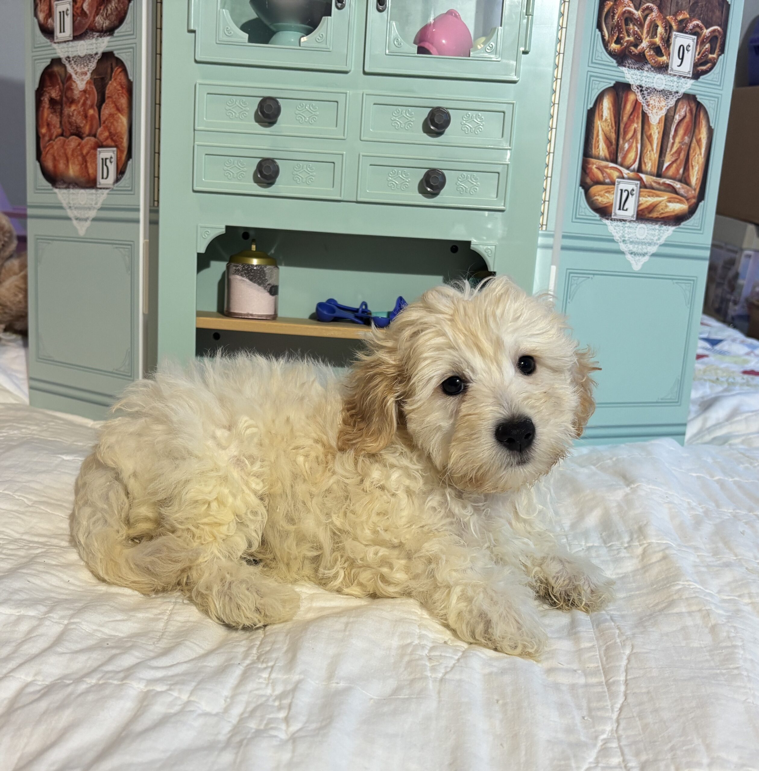 Diesel – Chonzer / SALE! $1000