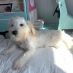 Diesel – Chonzer $1500