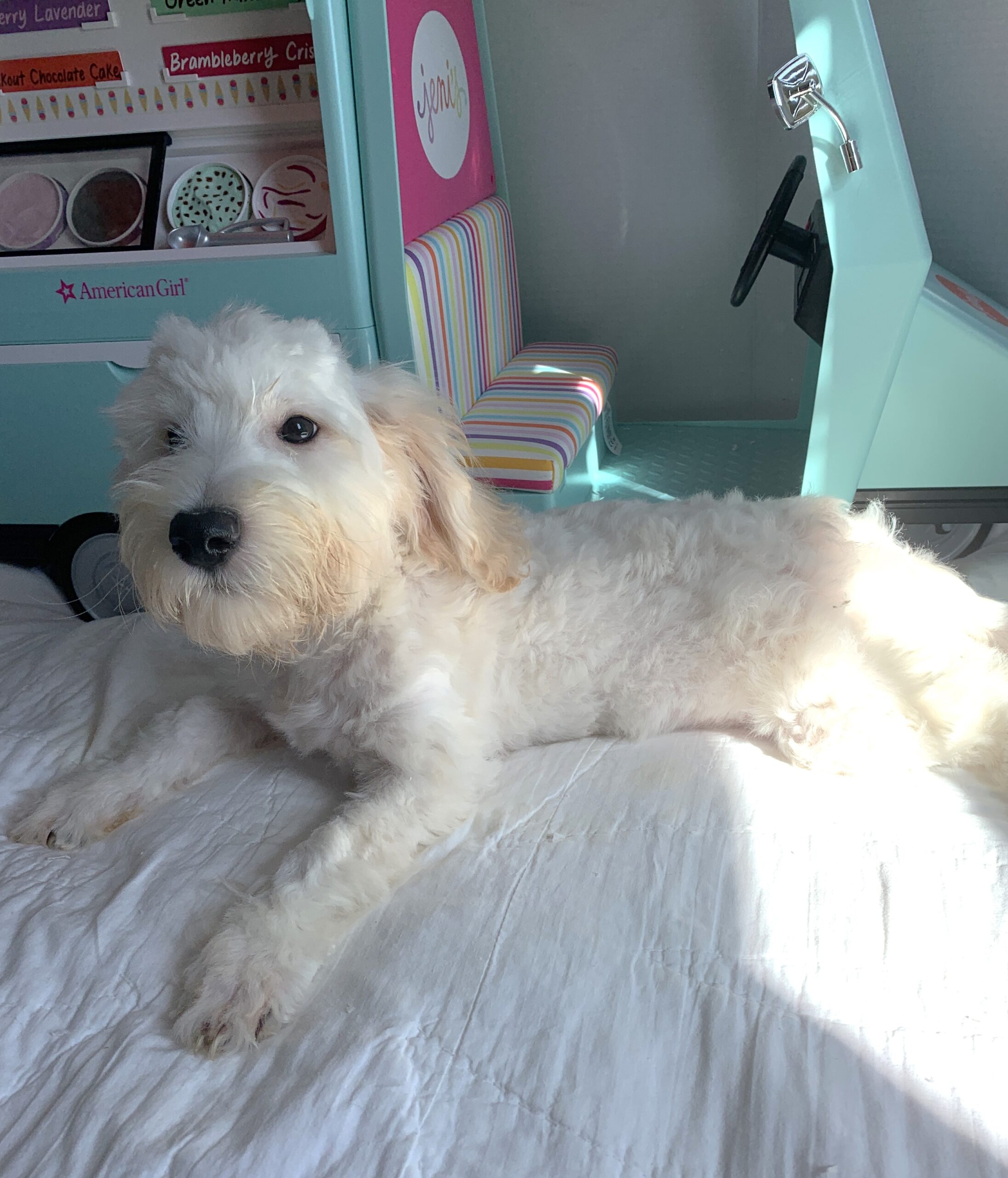 Diesel – Chonzer $1500