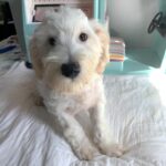 Diesel – Chonzer $1500