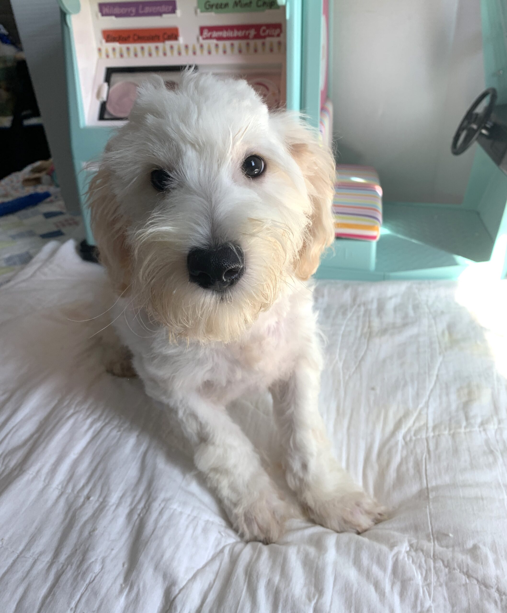 Diesel – Chonzer $1500