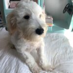 Diesel – Chonzer $1500