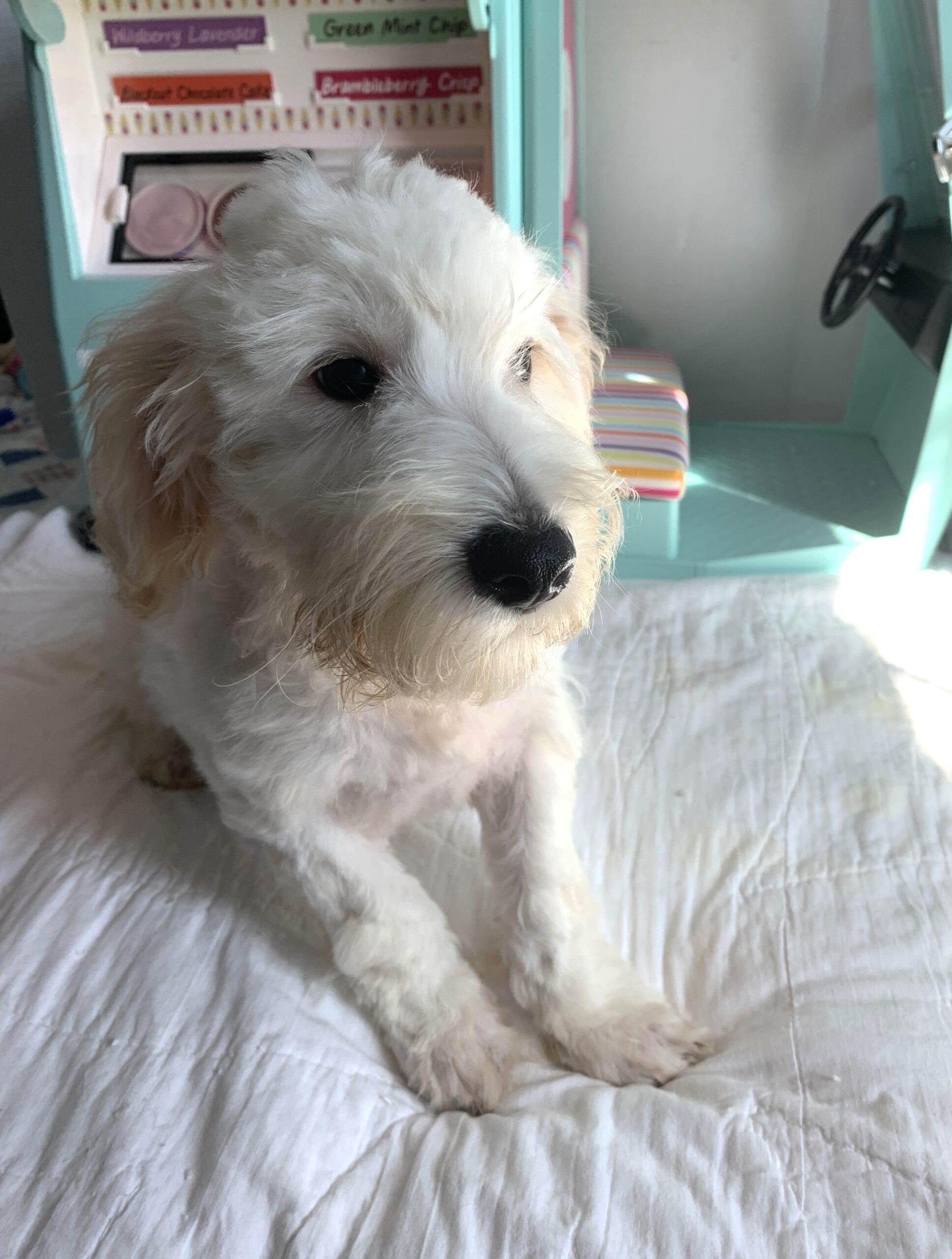 Diesel – Chonzer $1500