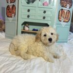 Diesel – Chonzer / SALE! $1000