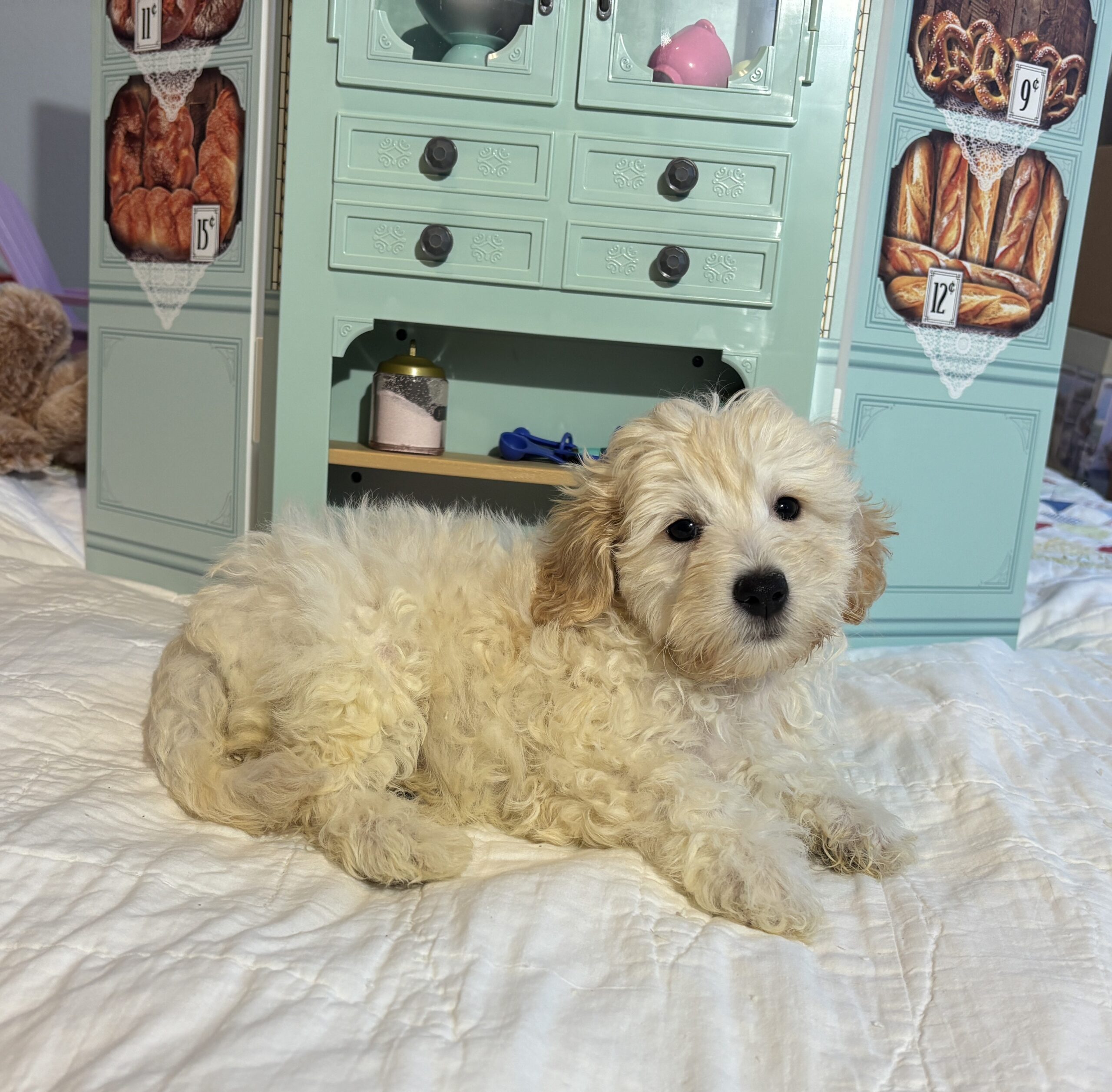 Diesel – Chonzer / SALE! $1000