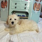 Diesel – Chonzer / SALE! $1000