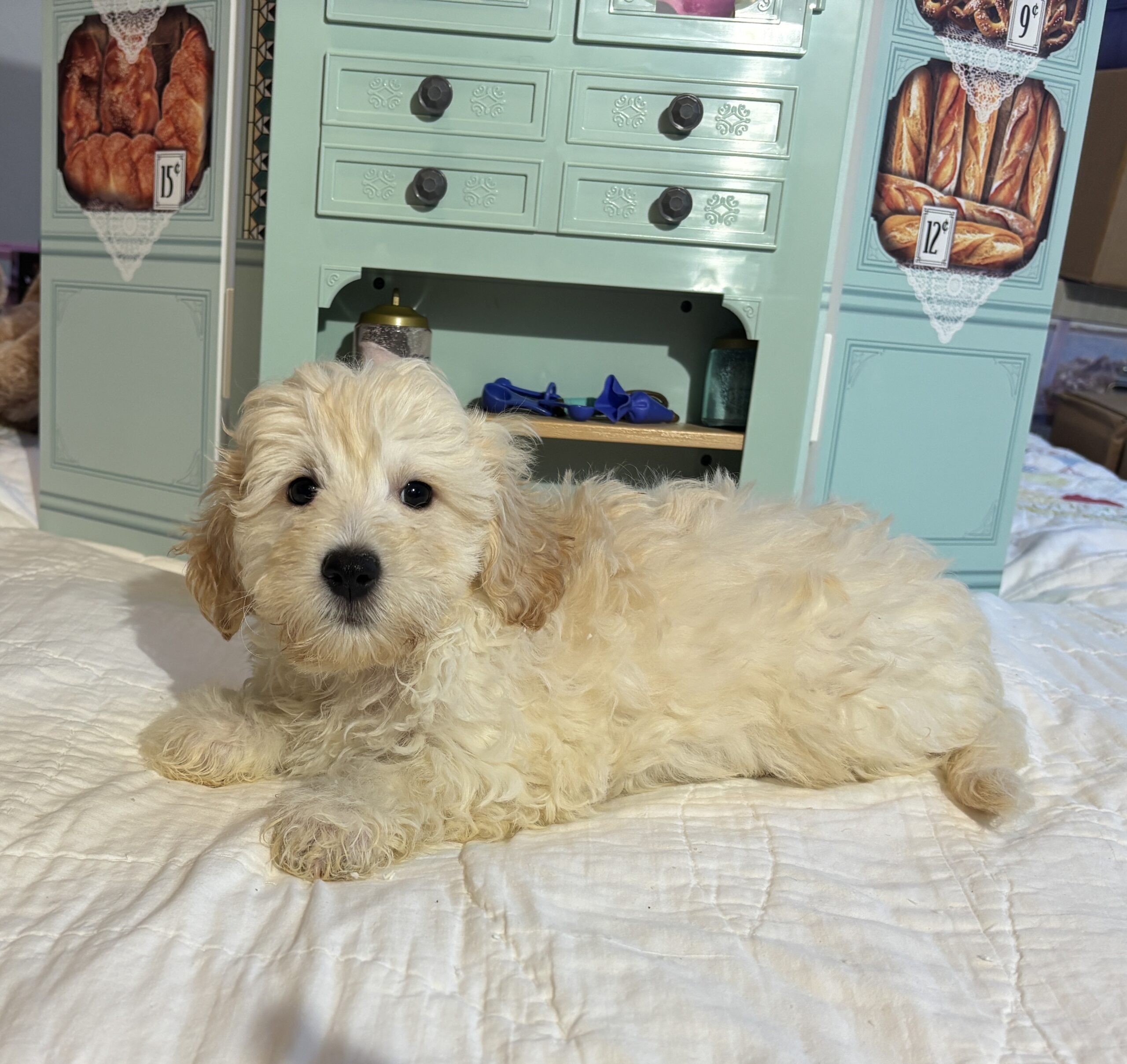 Diesel – Chonzer / SALE! $1000