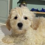 Diesel – Chonzer / SALE! $1000