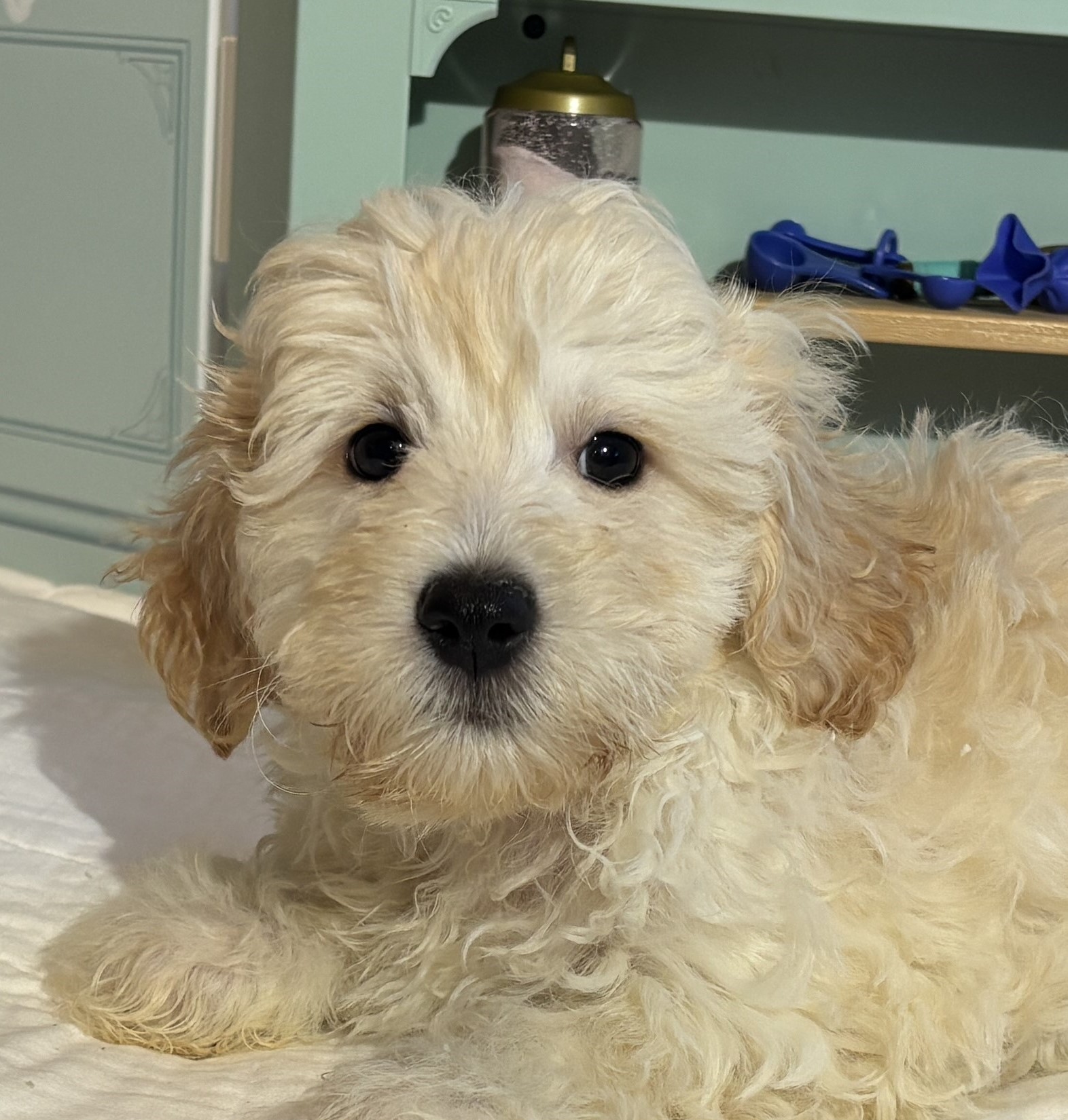 Diesel – Chonzer / SALE! $1000