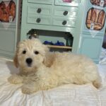 Diesel – Chonzer / SALE! $1000