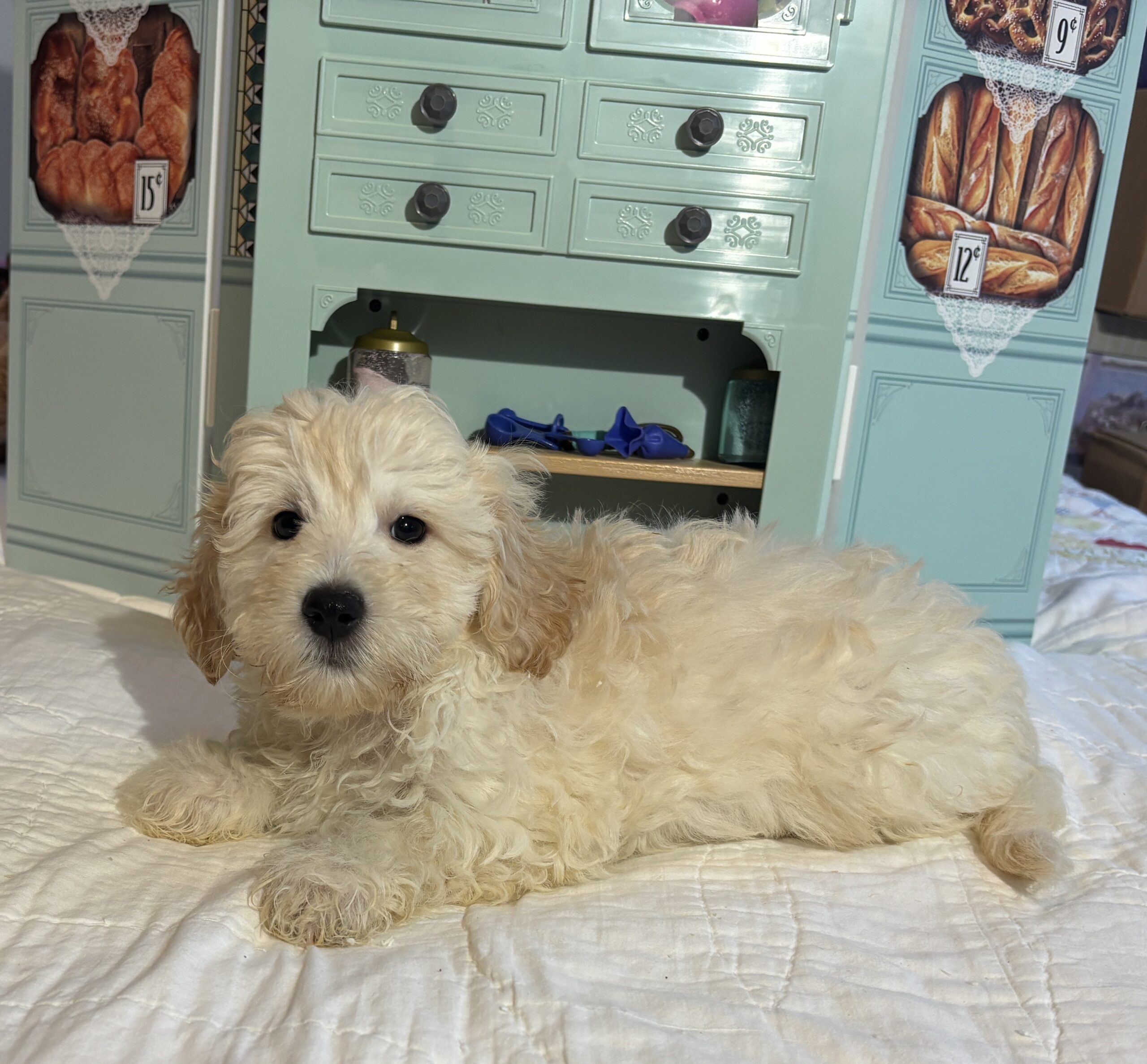 Diesel – Chonzer / SALE! $1000