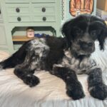 Eddie – Miniature Schnauzer / SALE! $600