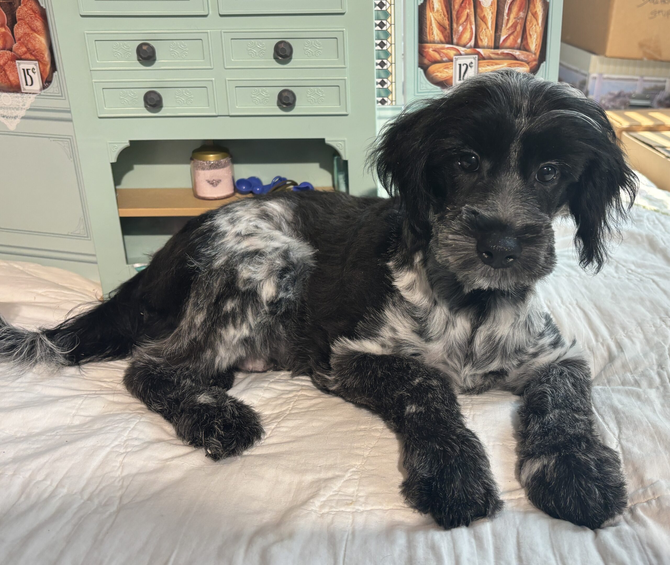 Eddie – Miniature Schnauzer / SALE! $600
